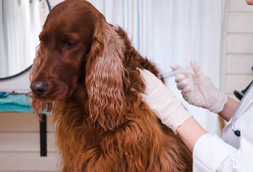 Dog Vaccinations in Madbury