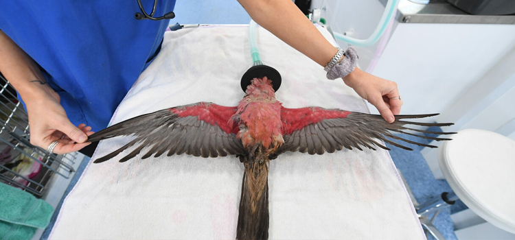 bird regular veterinary clinic in Madbury