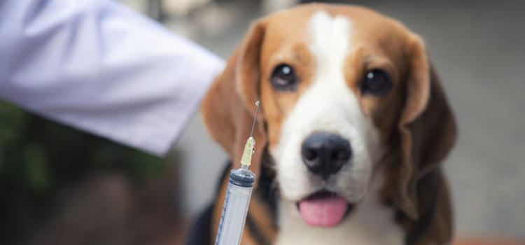 dog vaccination dispensary in New London