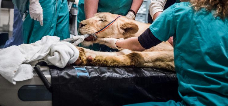 North Thetford animal hospital veterinary surgical-process