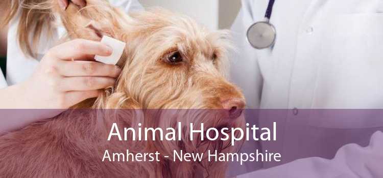 Animal Hospital Amherst - New Hampshire