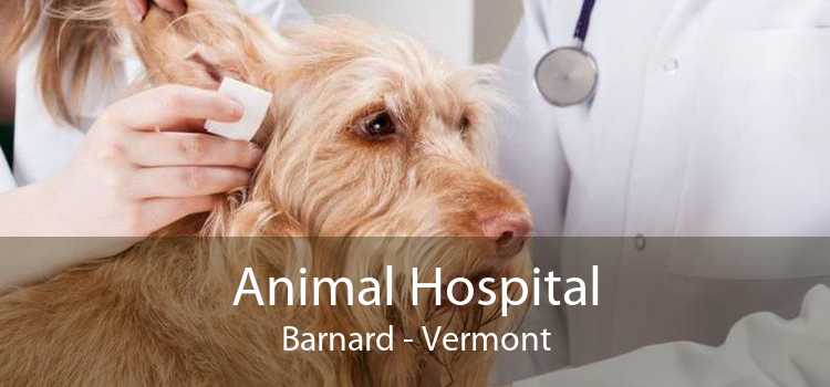 Animal Hospital Barnard - Vermont