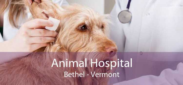Animal Hospital Bethel - Vermont