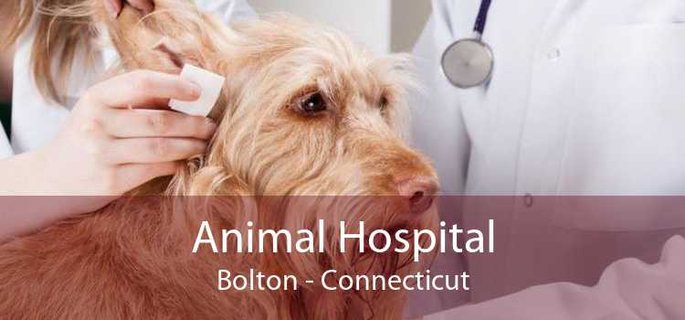 Animal Hospital Bolton - Connecticut