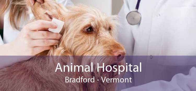 Animal Hospital Bradford - Vermont