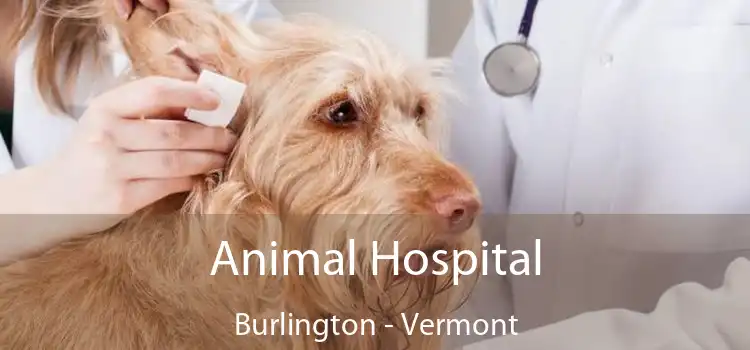 Animal Hospital Burlington - Vermont
