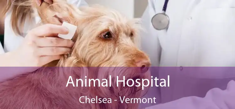 Animal Hospital Chelsea - Vermont