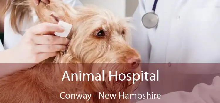 Animal Hospital Conway - New Hampshire