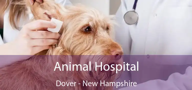 Animal Hospital Dover - New Hampshire