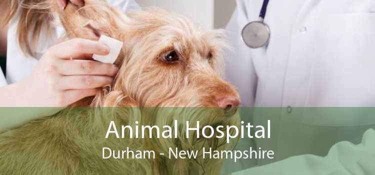Animal Hospital Durham - New Hampshire
