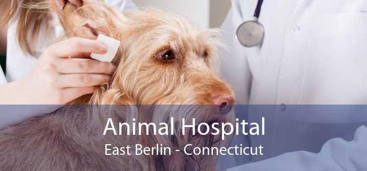 Animal Hospital East Berlin - Connecticut