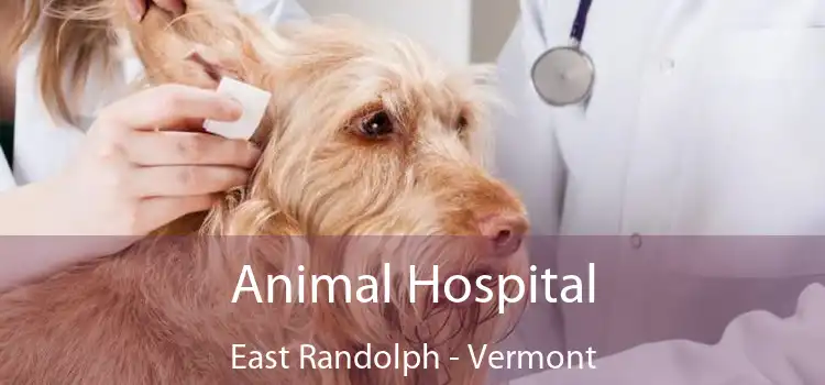 Animal Hospital East Randolph - Vermont
