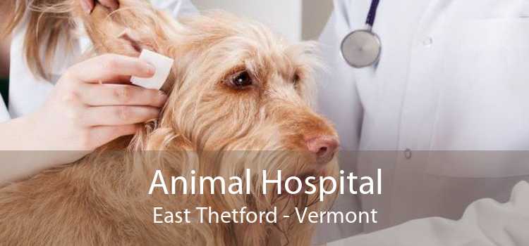 Animal Hospital East Thetford - Vermont