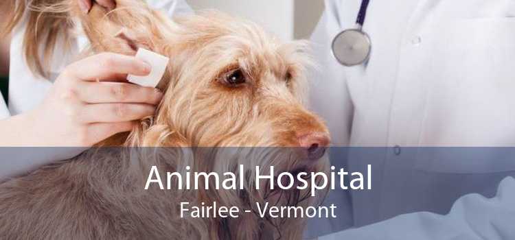 Animal Hospital Fairlee - Vermont
