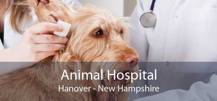 Animal Hospital Hanover - New Hampshire