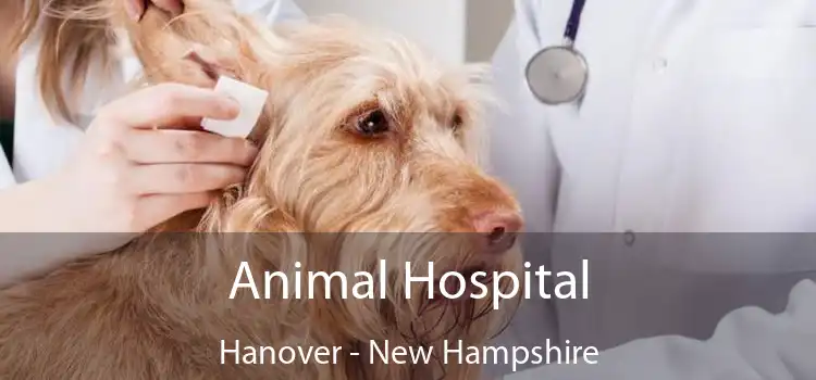 Animal Hospital Hanover - New Hampshire