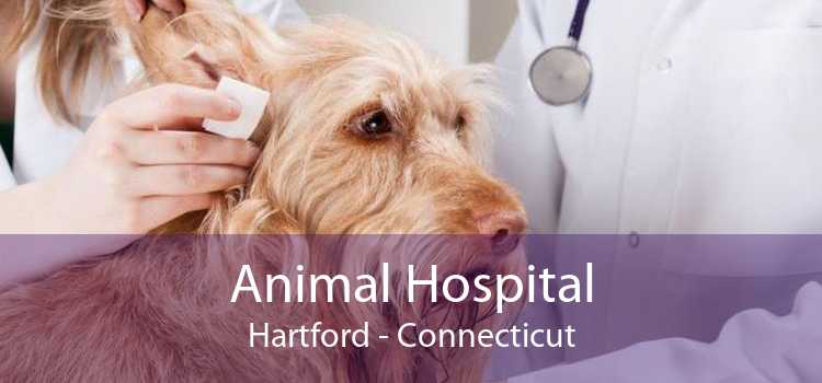 Animal Hospital Hartford - Connecticut