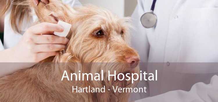 Animal Hospital Hartland - Vermont