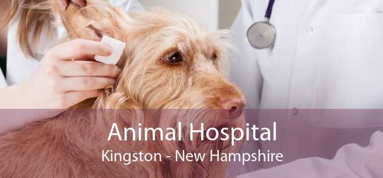 Animal Hospital Kingston - New Hampshire