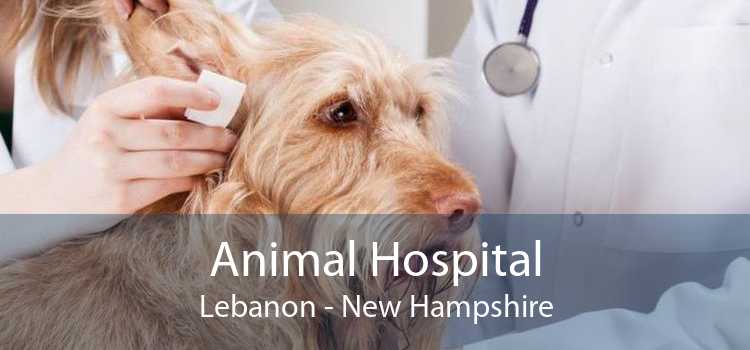 Animal Hospital Lebanon - New Hampshire