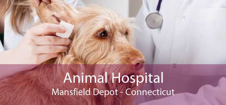 Animal Hospital Mansfield Depot - Connecticut