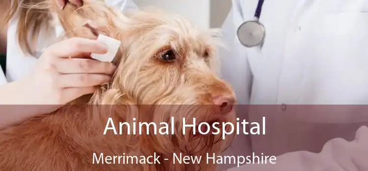 Animal Hospital Merrimack - New Hampshire