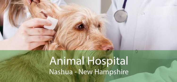 Animal Hospital Nashua - New Hampshire