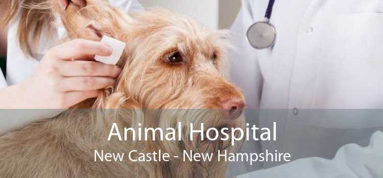 Animal Hospital New Castle - New Hampshire