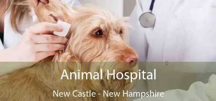 Animal Hospital New Castle - New Hampshire