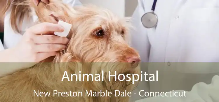 Animal Hospital New Preston Marble Dale - Connecticut