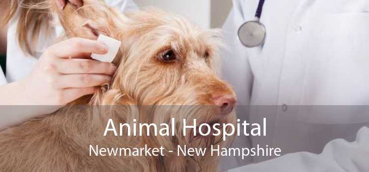 Animal Hospital Newmarket - New Hampshire