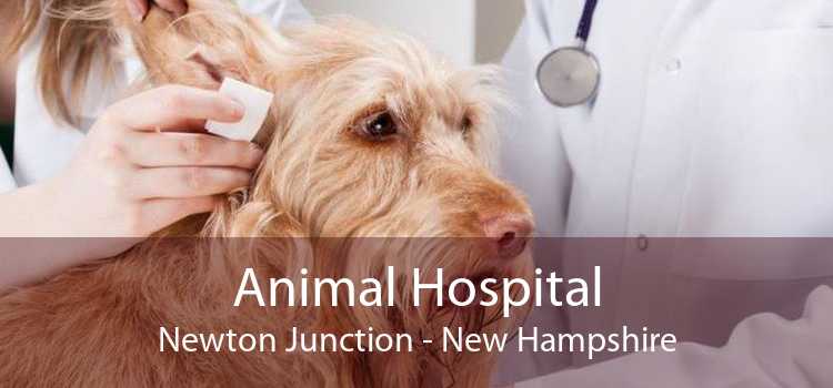 Animal Hospital Newton Junction - New Hampshire