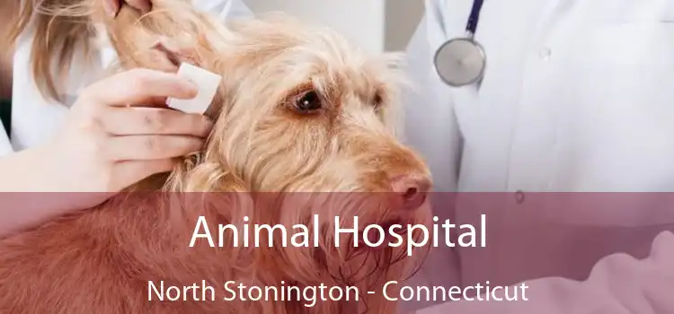 Animal Hospital North Stonington - Connecticut