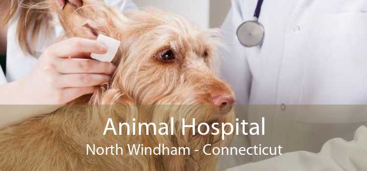 Animal Hospital North Windham - Connecticut