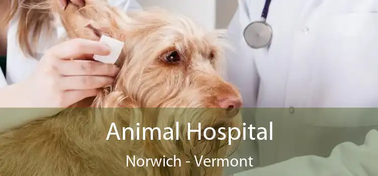 Animal Hospital Norwich - Vermont