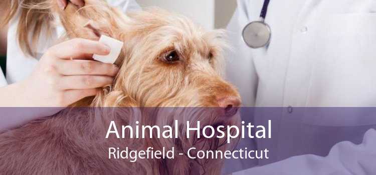 Animal Hospital Ridgefield - Connecticut