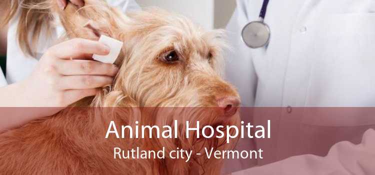 Animal Hospital Rutland city - Vermont