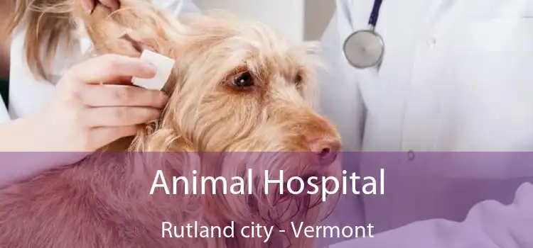 Animal Hospital Rutland city - Vermont