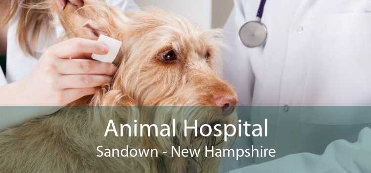 Animal Hospital Sandown - New Hampshire
