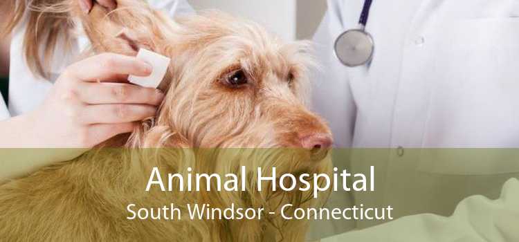 Animal Hospital South Windsor - Connecticut