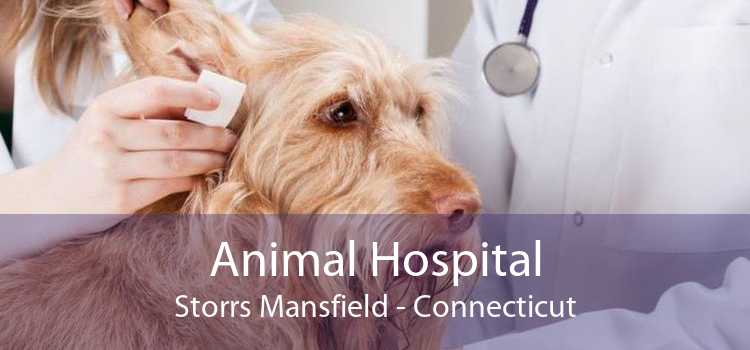 Animal Hospital Storrs Mansfield - Connecticut