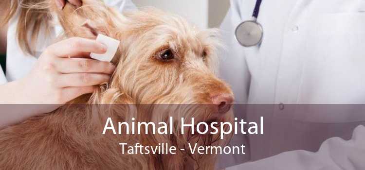 Animal Hospital Taftsville - Vermont