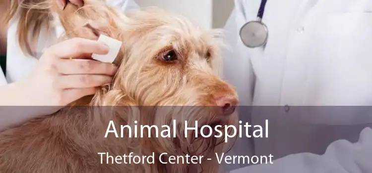 Animal Hospital Thetford Center - Vermont