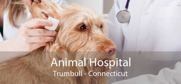 Animal Hospital Trumbull - Connecticut
