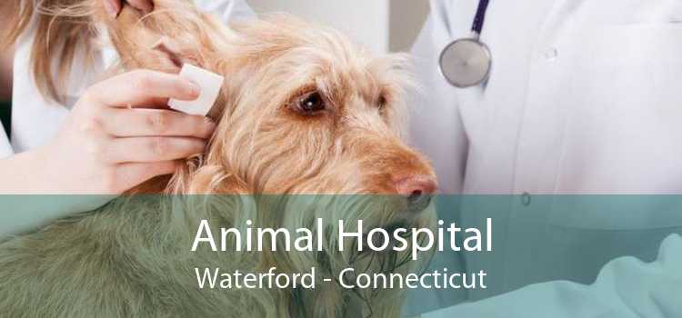 Animal Hospital Waterford - Connecticut