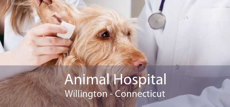 Animal Hospital Willington - Connecticut