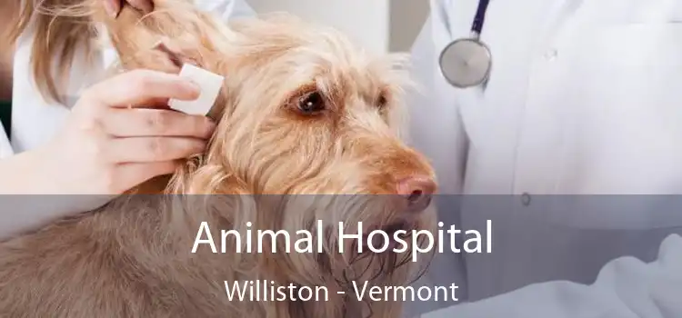 Animal Hospital Williston - Vermont