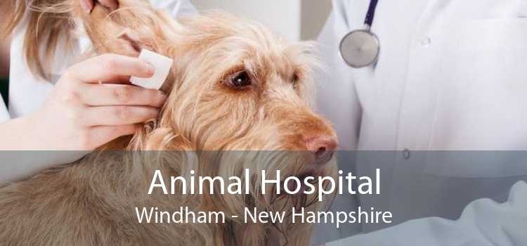 Animal Hospital Windham - New Hampshire