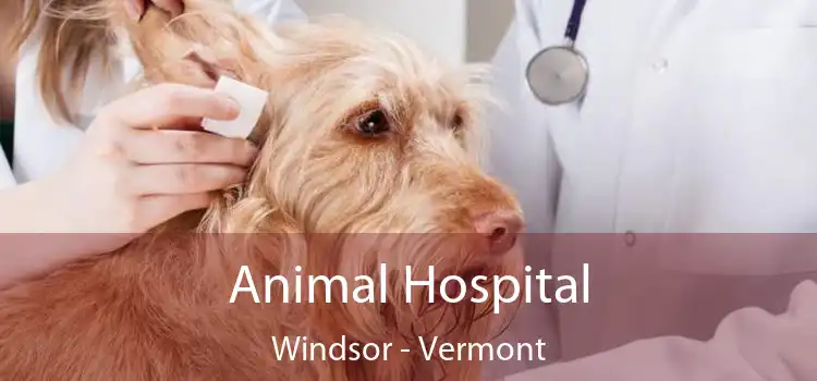 Animal Hospital Windsor - Vermont