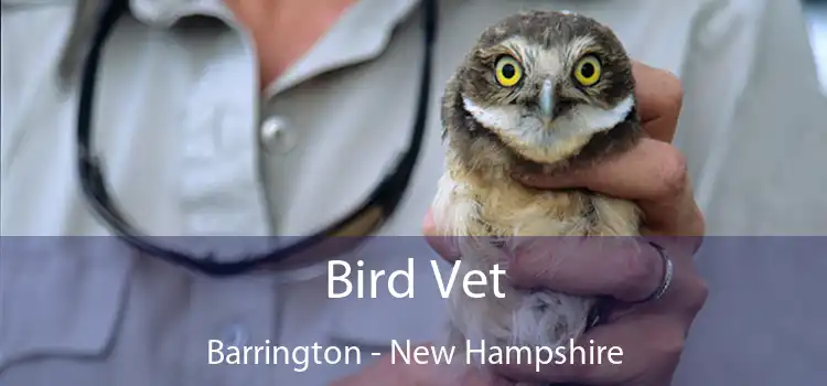 Bird Vet Barrington - New Hampshire